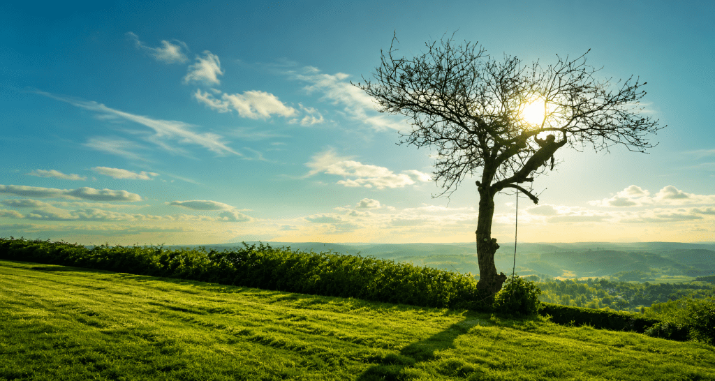 Arboriste grimpeur à Genève réalisant l'élagage et l'entretien d'arbres pour particuliers et professionnels.